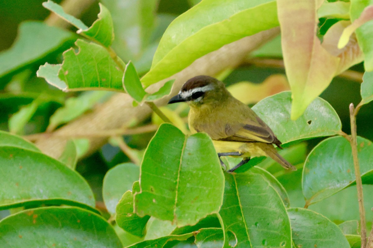 Brown-capped Tyrannulet - ML642117119