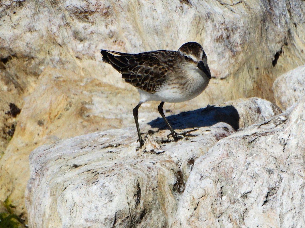 Sandstrandläufer - ML642117120