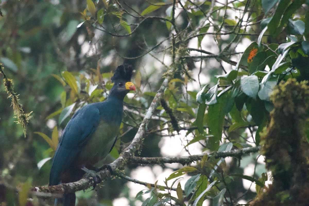 Great Blue Turaco - ML642117121