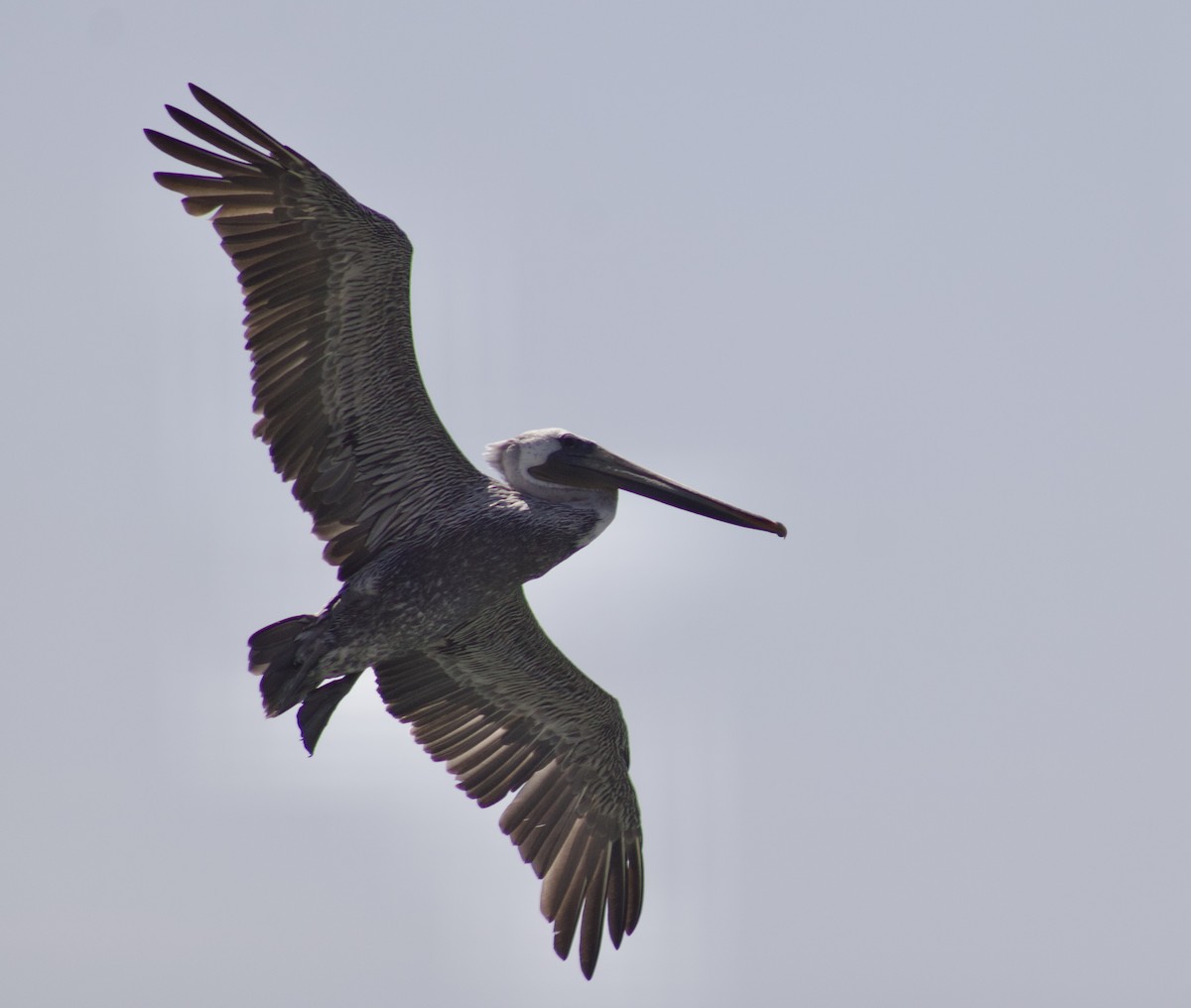 Brown Pelican - ML642117126