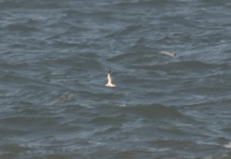 Manx Shearwater - ML642117137
