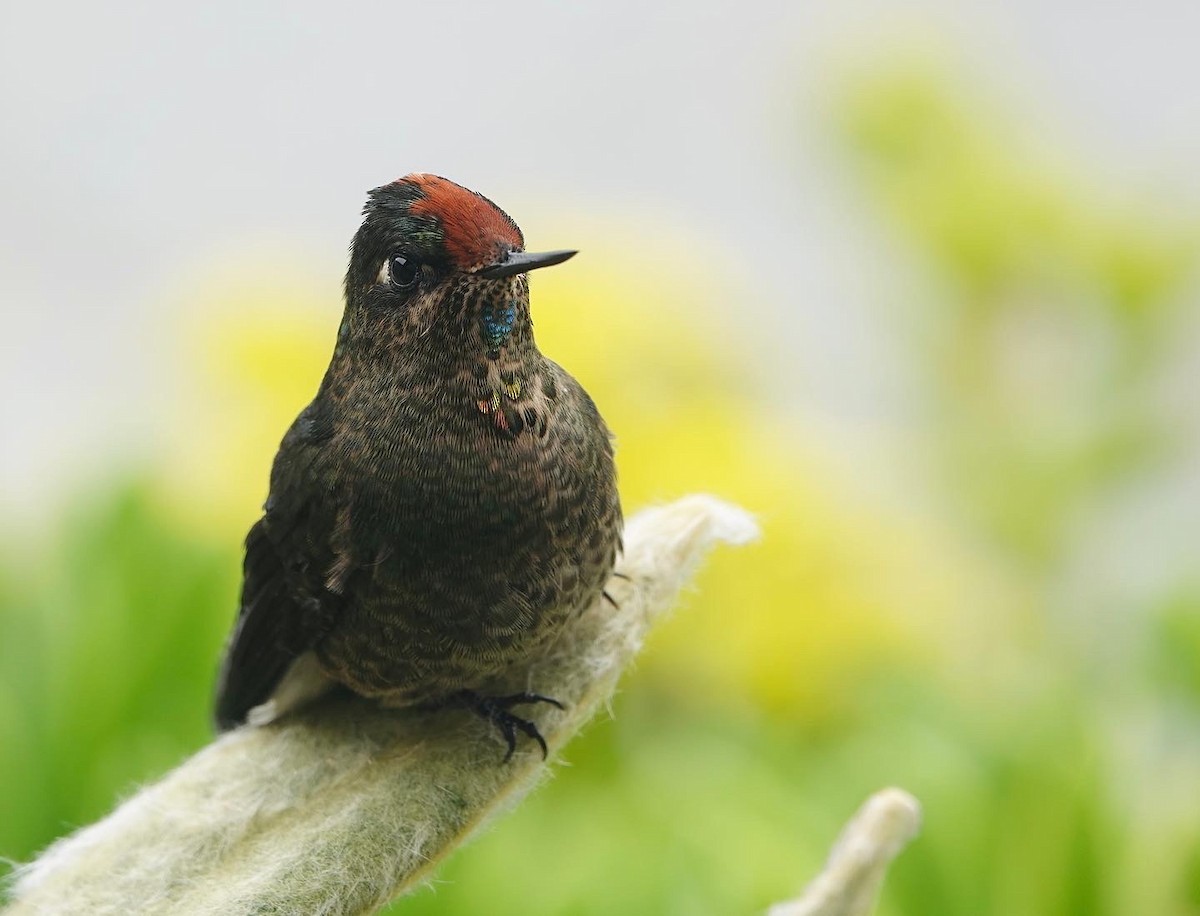 Rainbow-bearded Thornbill - ML642117140