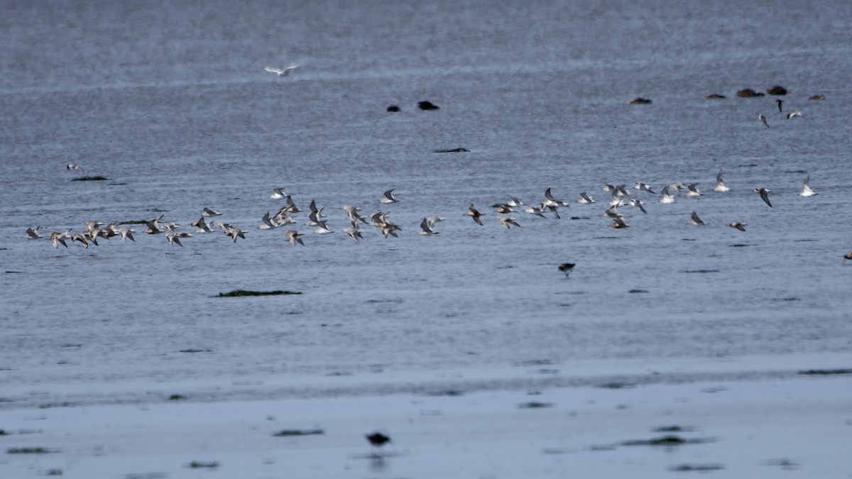 Red Knot - ML642117154