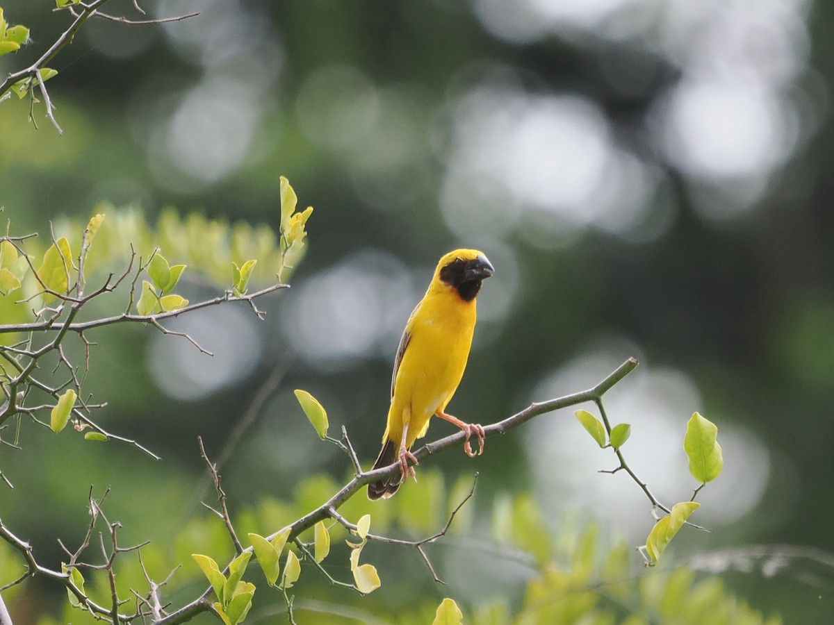 Asian Golden Weaver - ML642117161