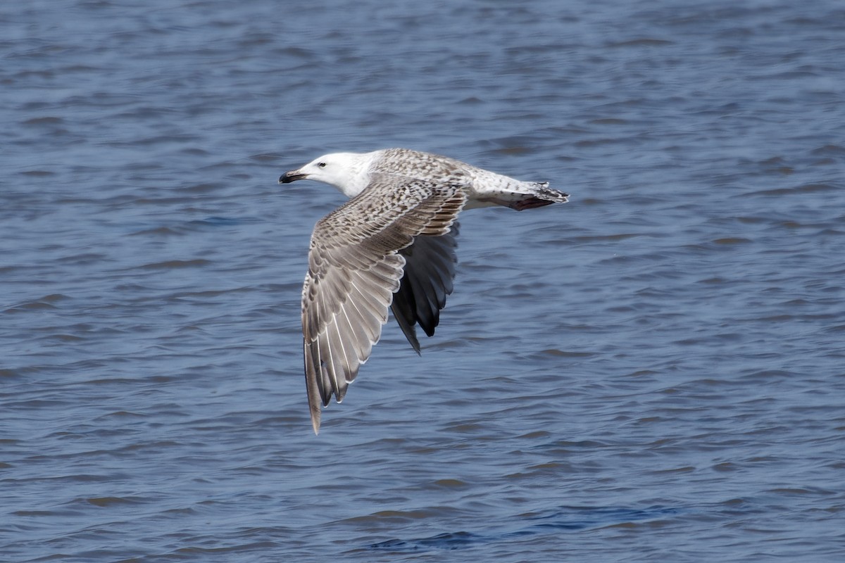 Great Black-backed Gull - ML642117167