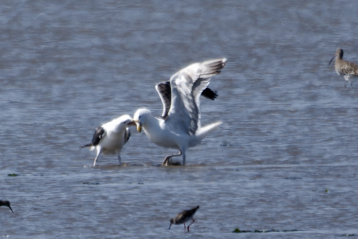 Great Black-backed Gull - ML642117169