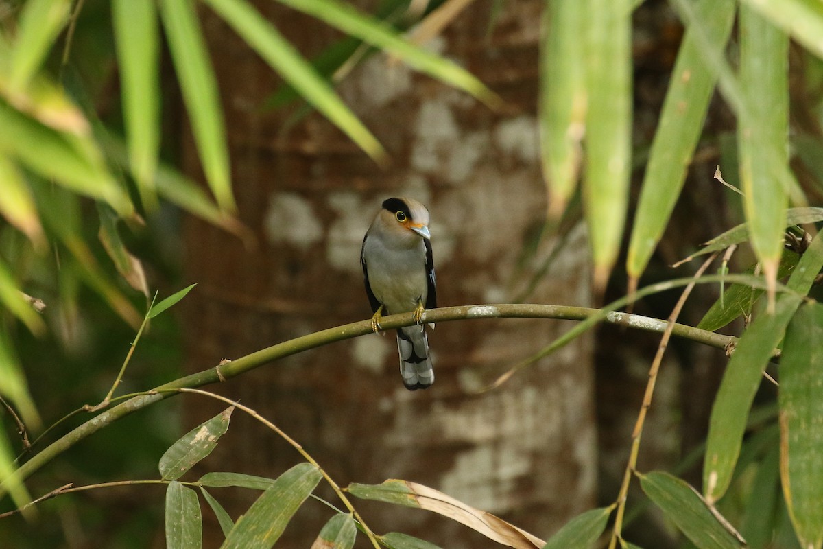 Silver-breasted Broadbill - ML642117170