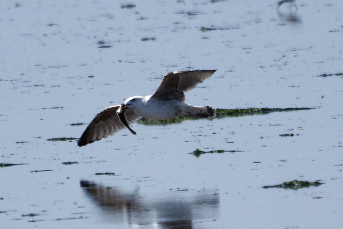 Great Black-backed Gull - ML642117171
