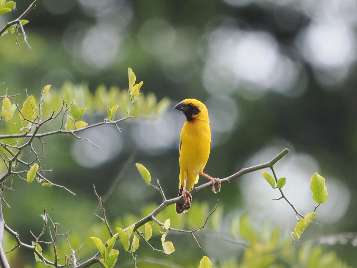 Asian Golden Weaver - ML642117189
