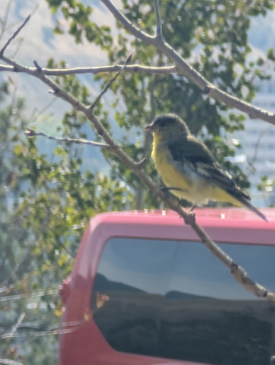 Lesser Goldfinch - ML642117217
