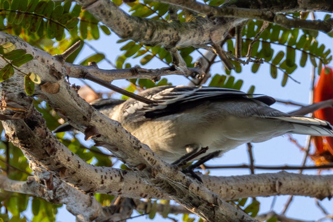 Pied Triller - ML642117226