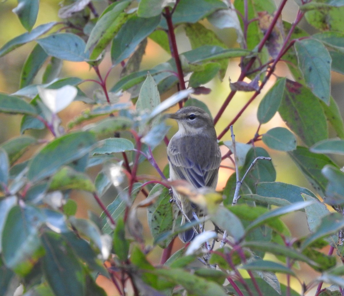 Palm Warbler - ML642117232
