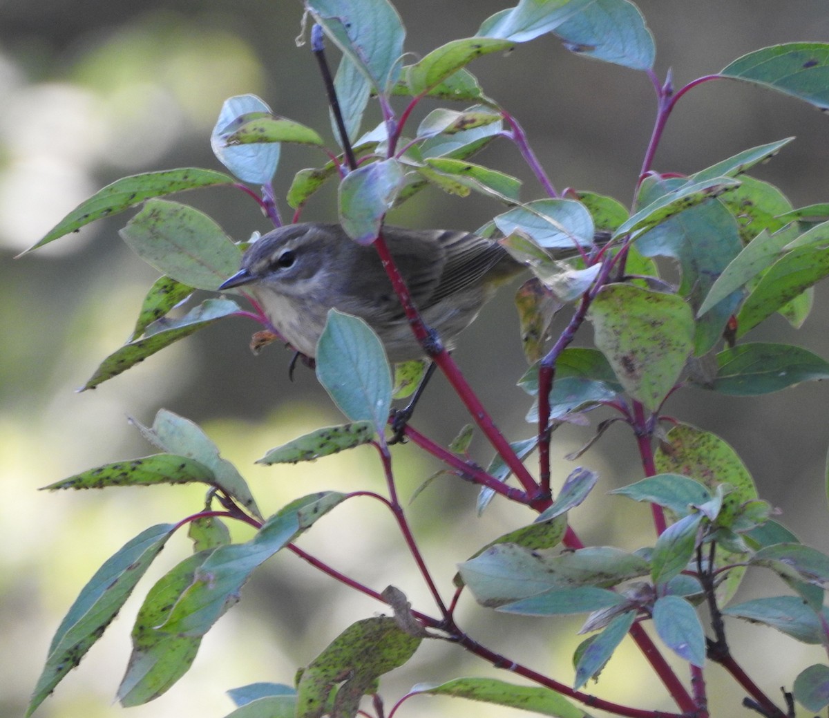 Palm Warbler - ML642117233
