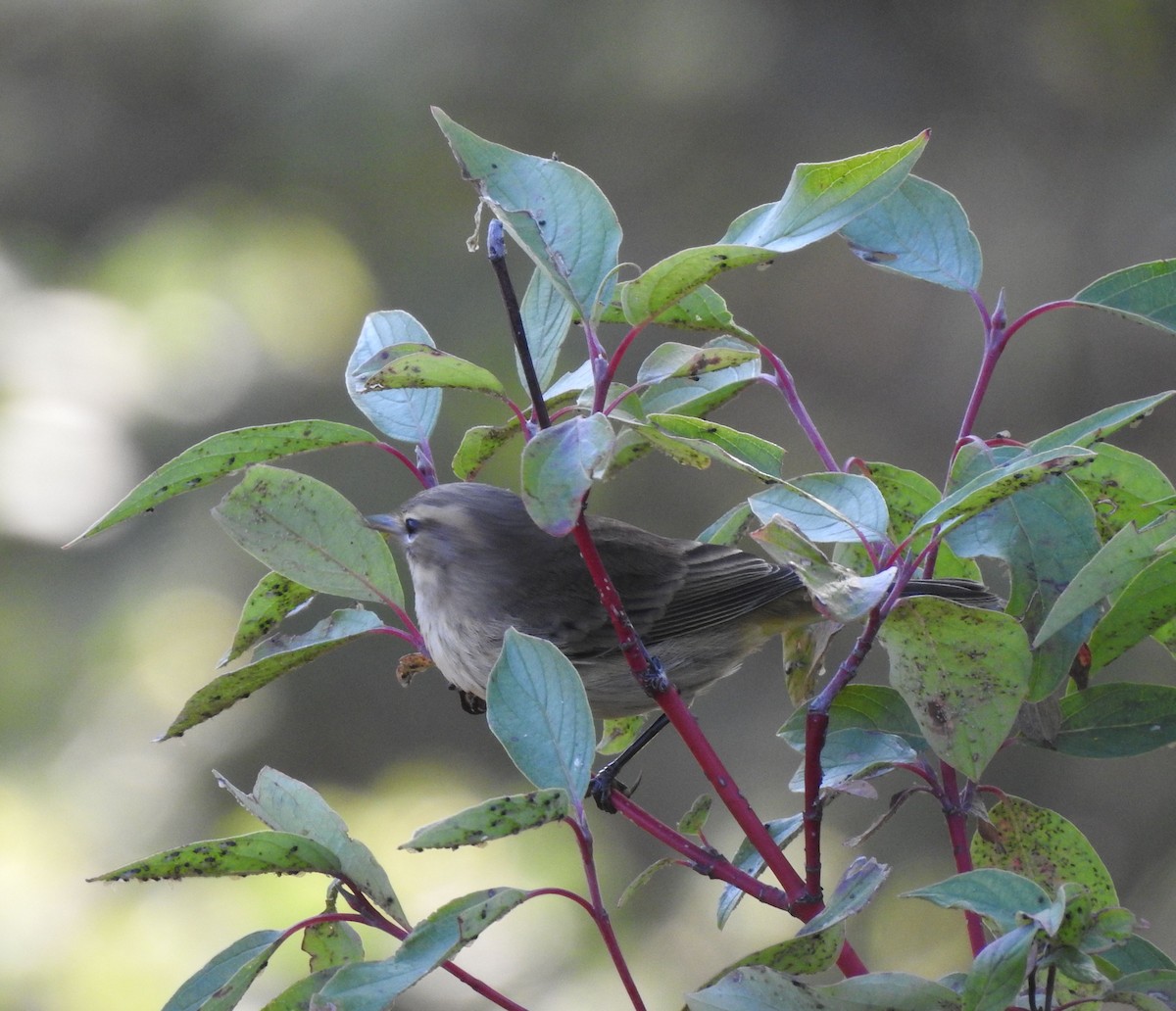 Palm Warbler - ML642117234