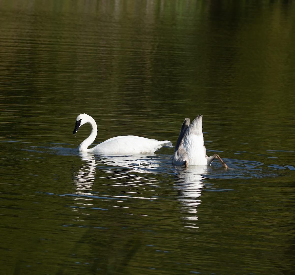 Trumpeter Swan - ML642117264