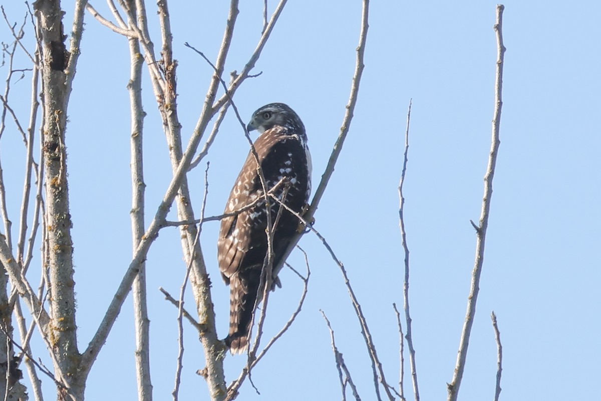 Northern Harrier - ML642117279