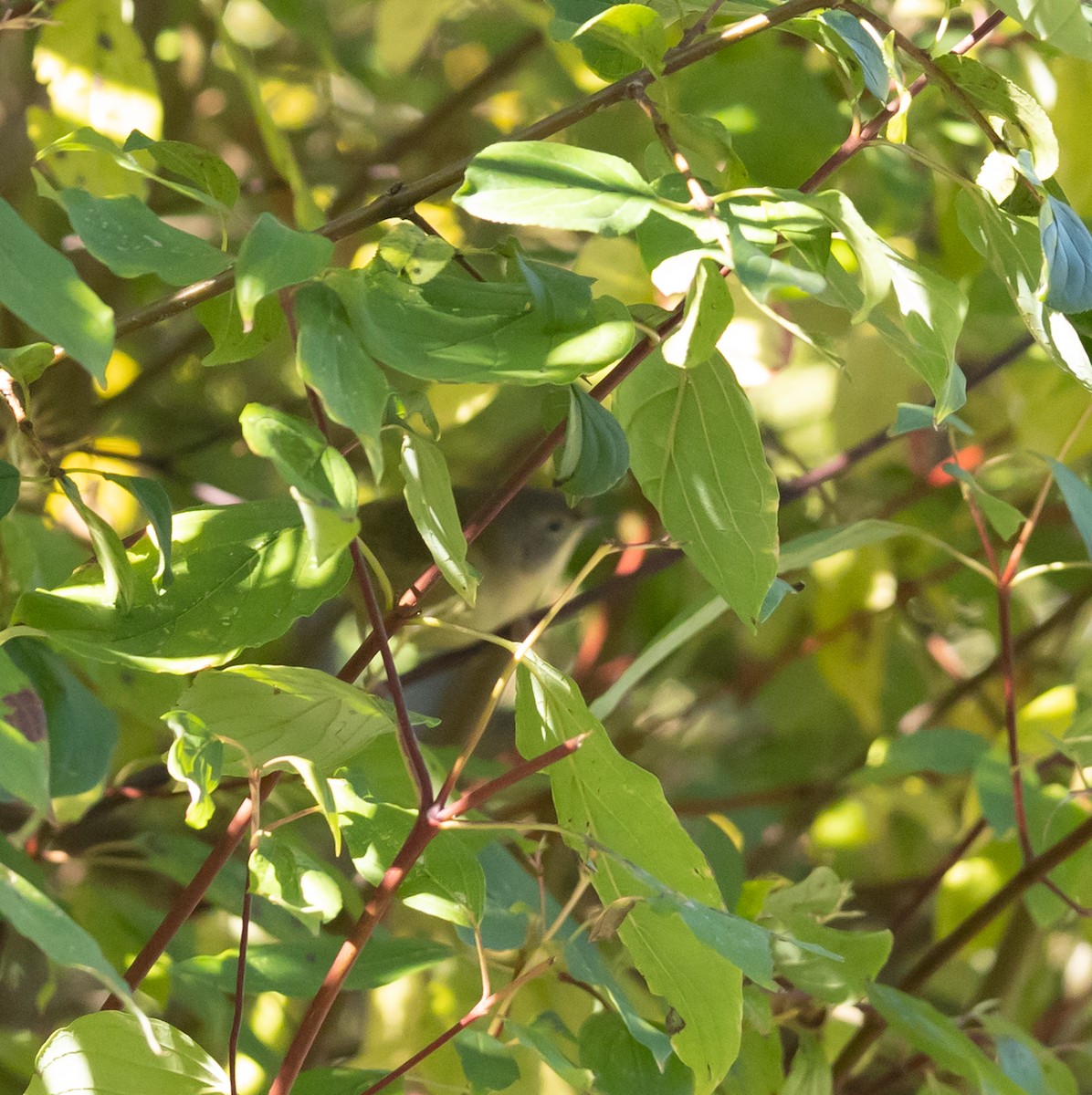Common Yellowthroat - ML642117294