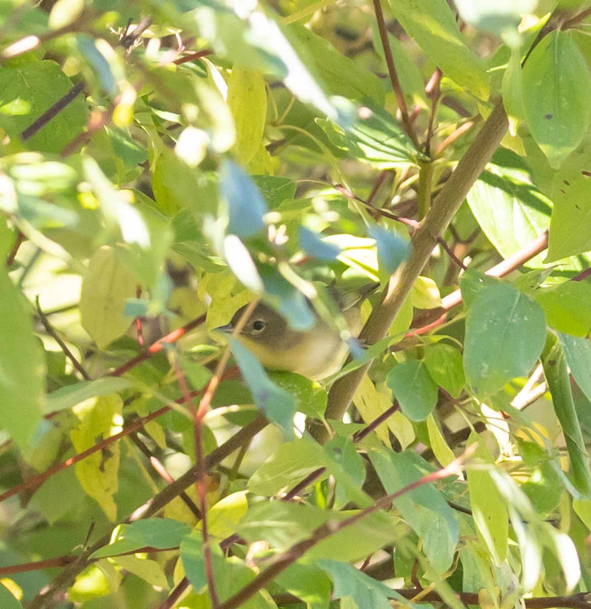 Common Yellowthroat - ML642117295