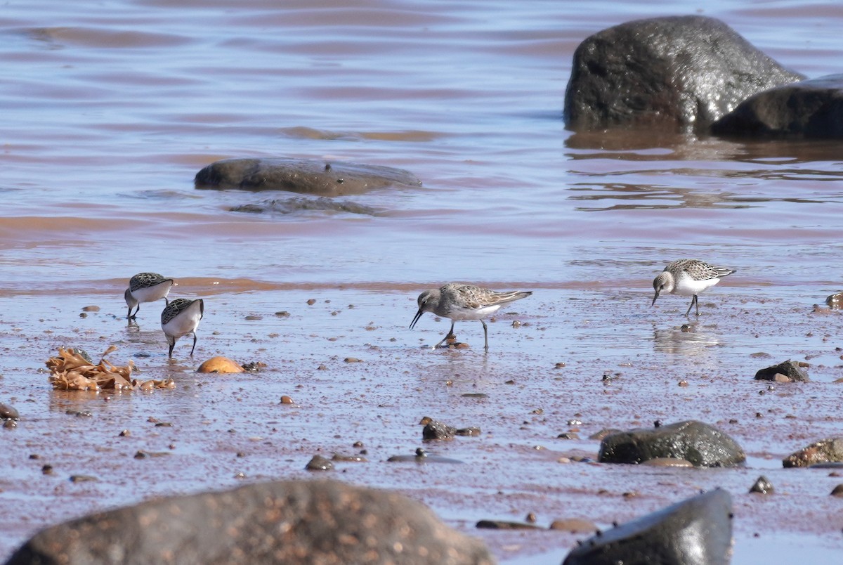 bonapartesnipe - ML642117299