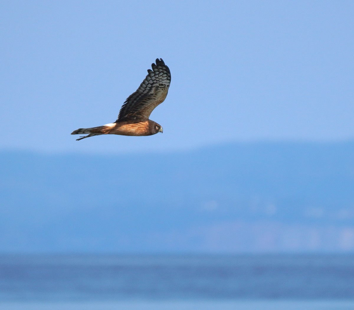 Northern Harrier - ML642117308