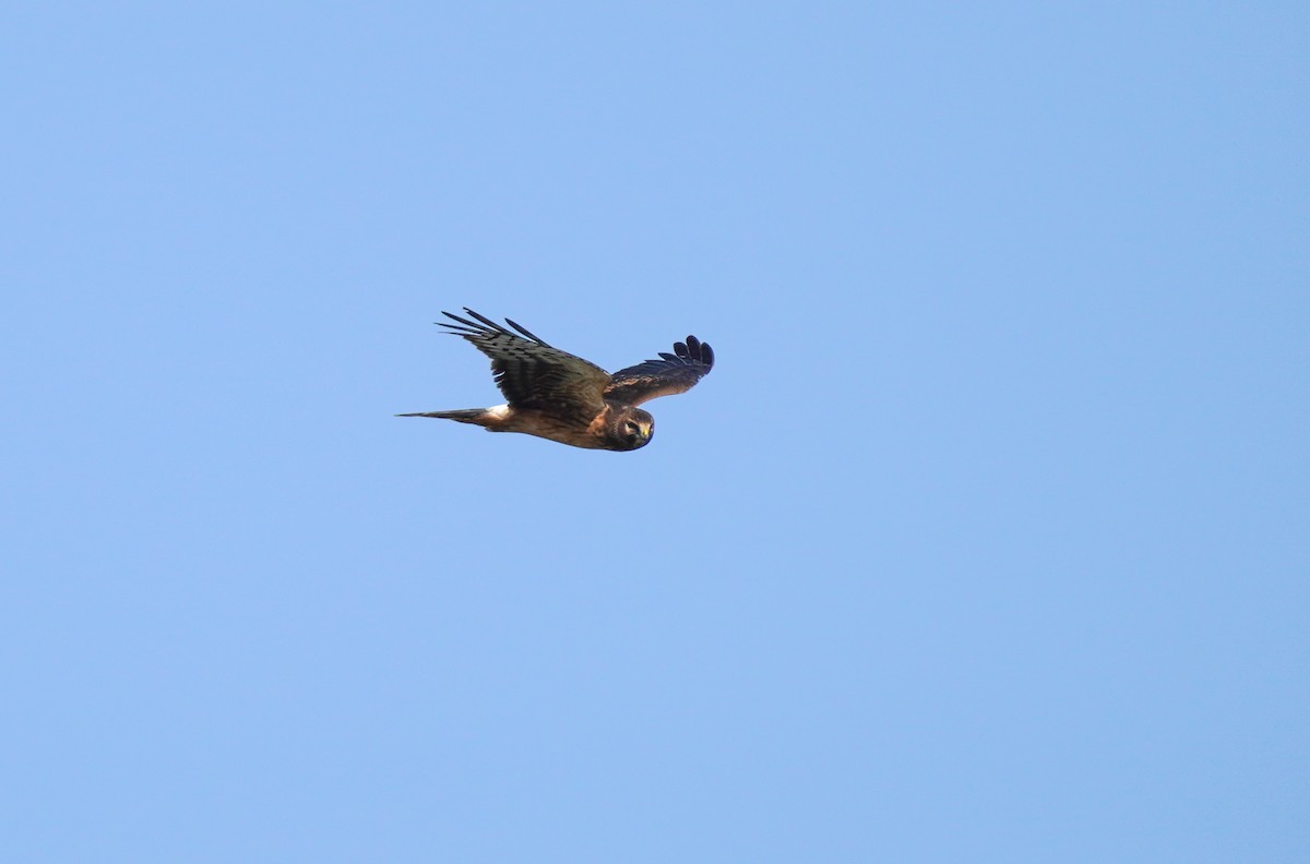 Northern Harrier - ML642117309