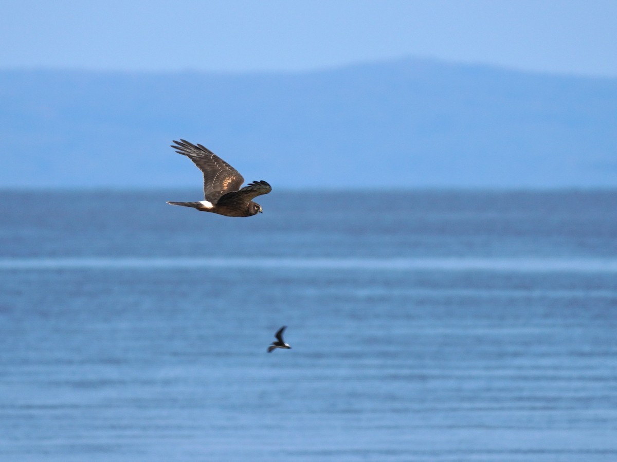 Northern Harrier - ML642117310