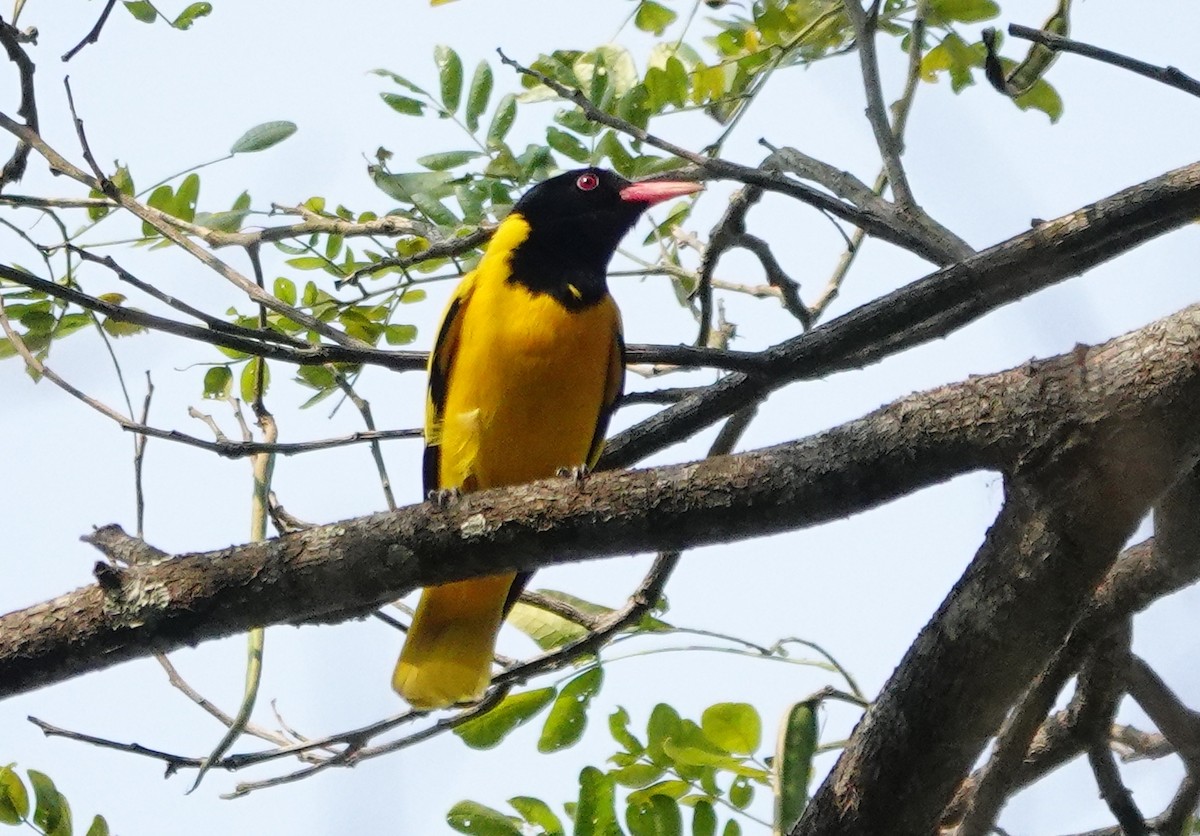 Black-hooded Oriole - ML642117315