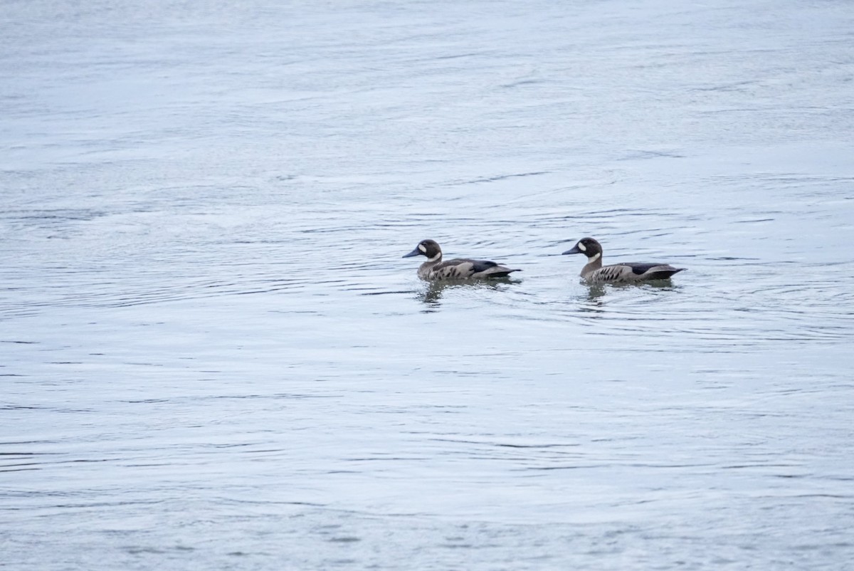 Spectacled Duck - ML642117317