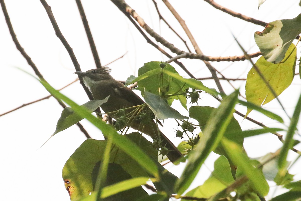 Ochraceous Bulbul - ML642117321