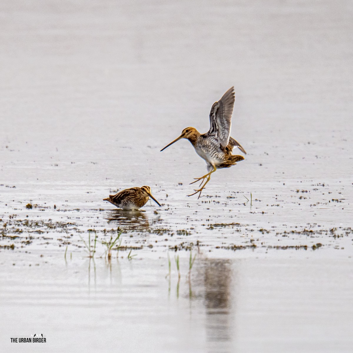 Common Snipe - ML642117322
