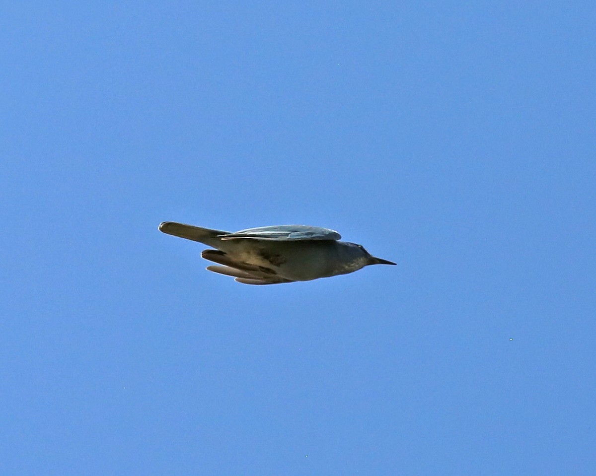 Pinyon Jay - ML642117331