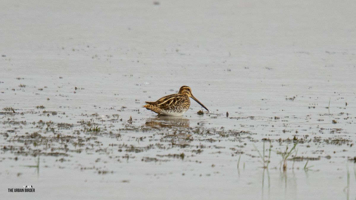 Common Snipe - ML642117332