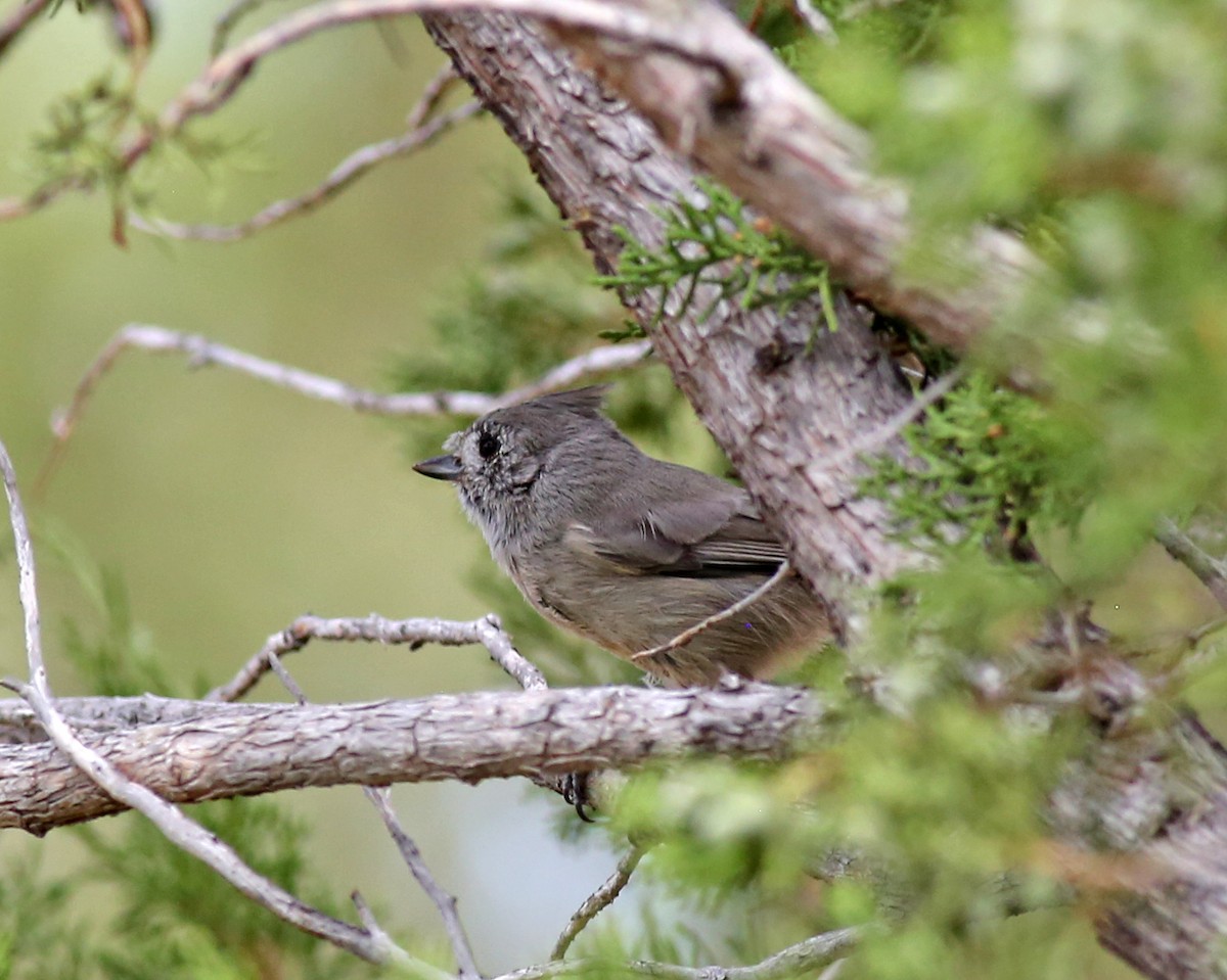 Juniper Titmouse - ML642117336