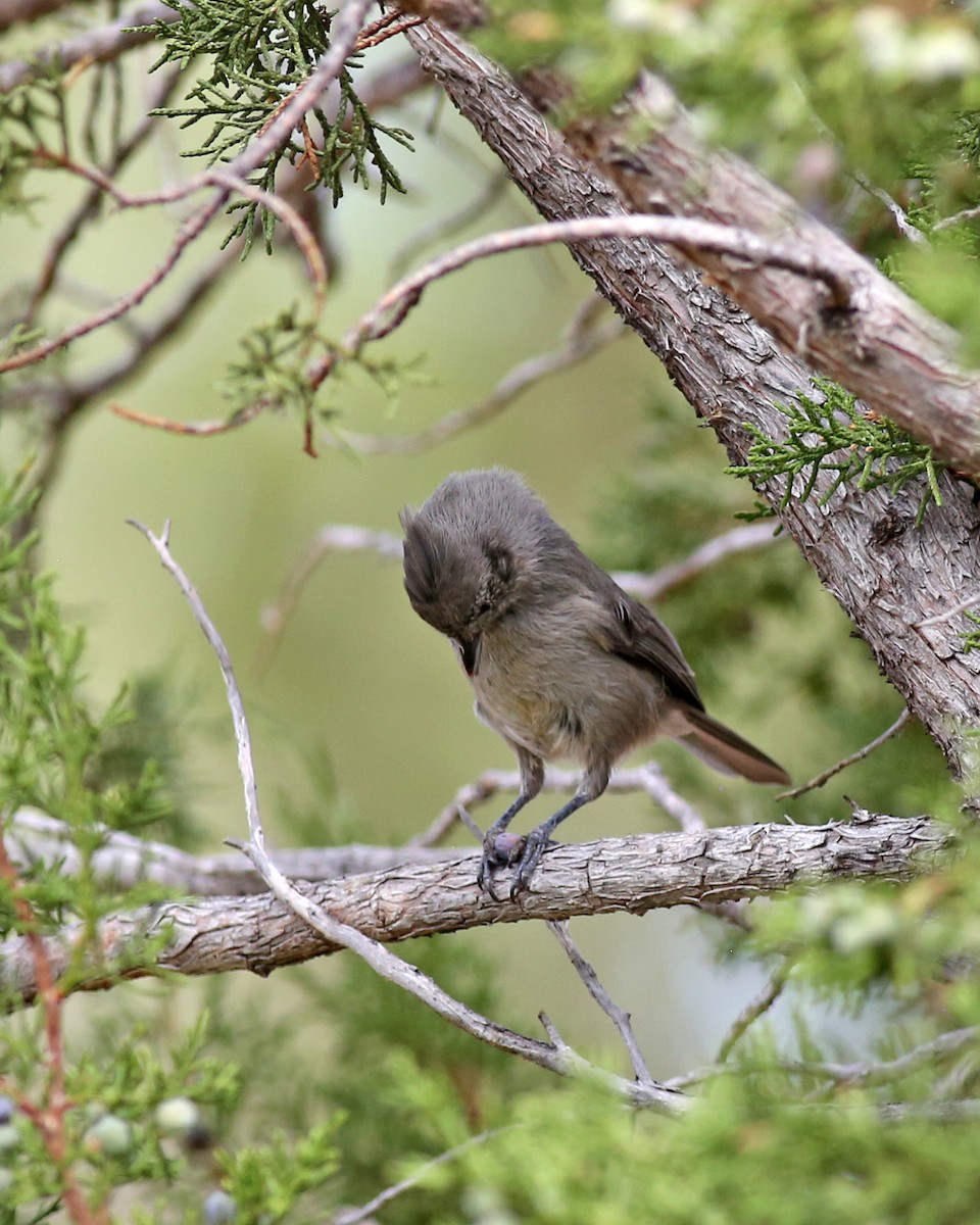 Juniper Titmouse - ML642117343