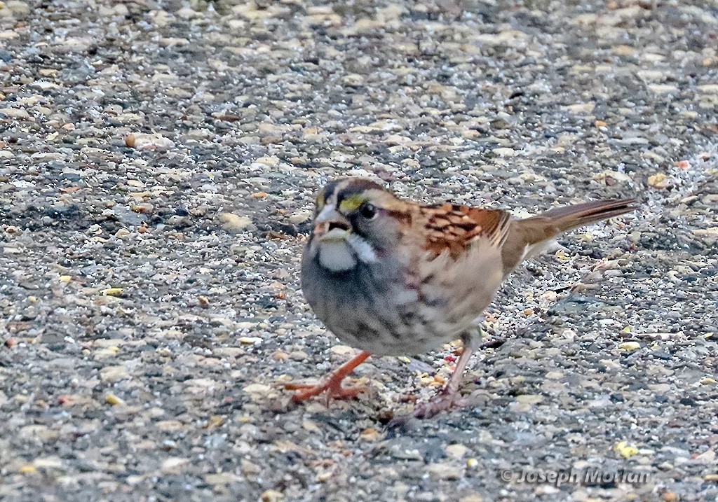 White-throated Sparrow - ML642117344