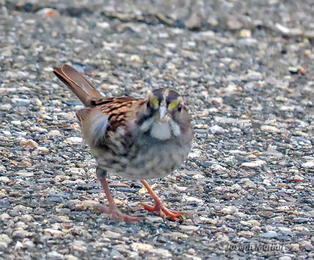 White-throated Sparrow - ML642117345