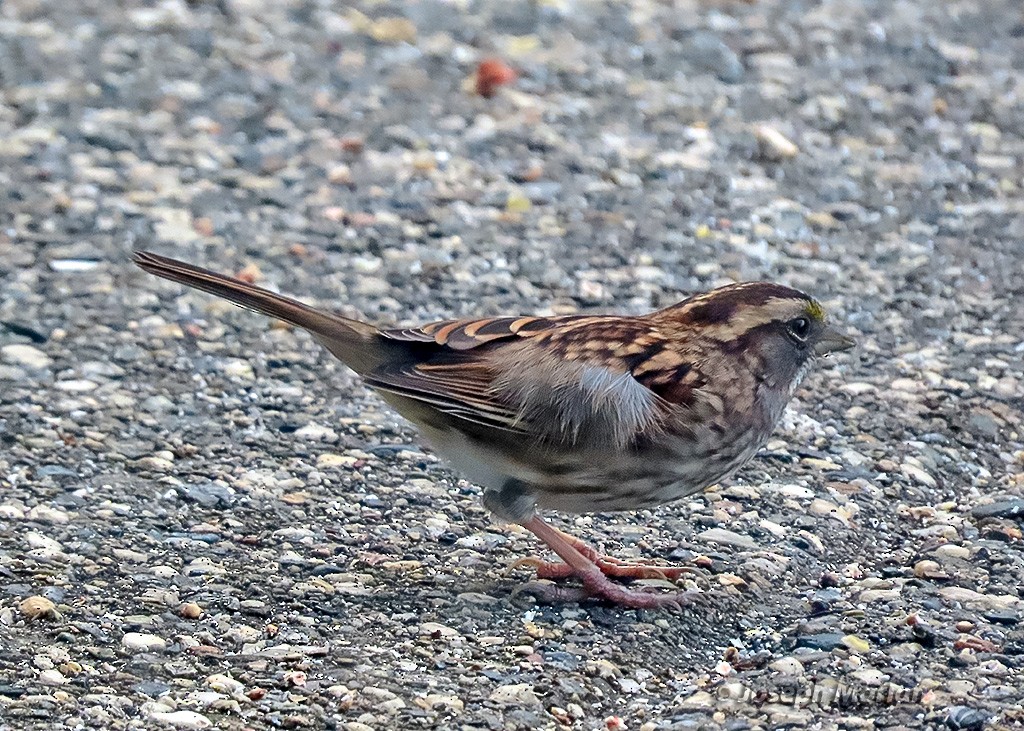 White-throated Sparrow - ML642117346