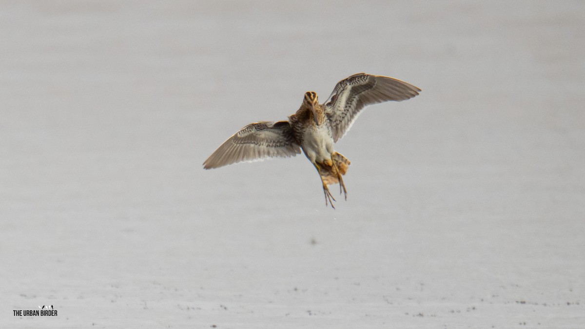 Common Snipe - ML642117349