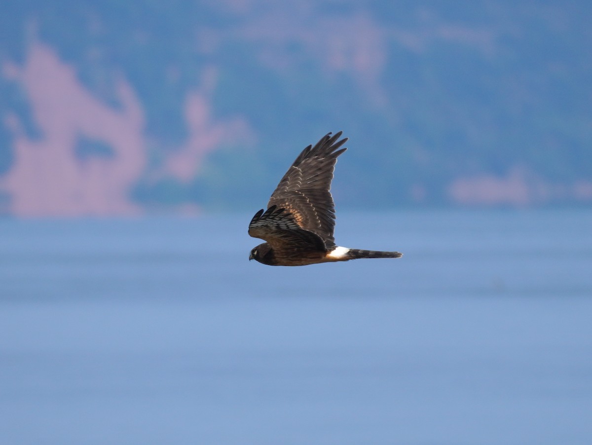 Northern Harrier - ML642117352