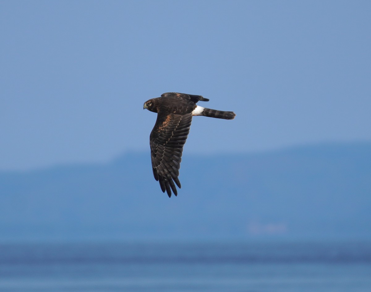 Northern Harrier - ML642117353