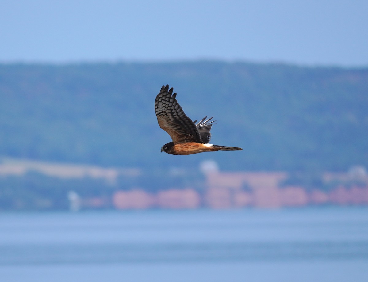 Northern Harrier - ML642117354
