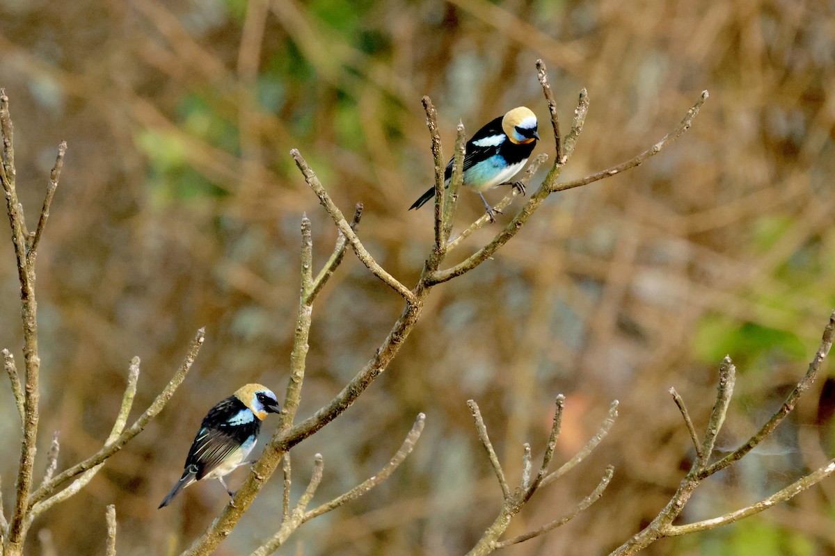 Golden-hooded Tanager - ML642117359
