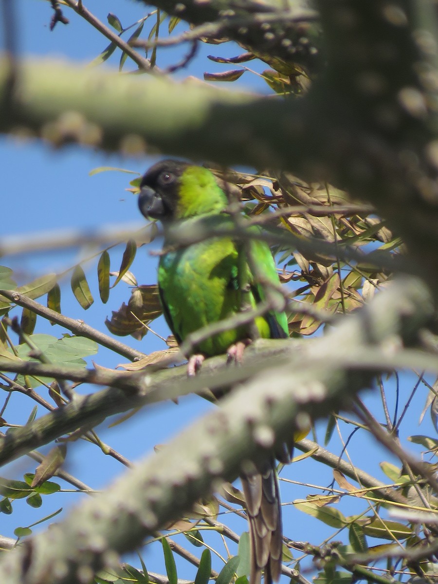 クロガミインコ - ML642117369