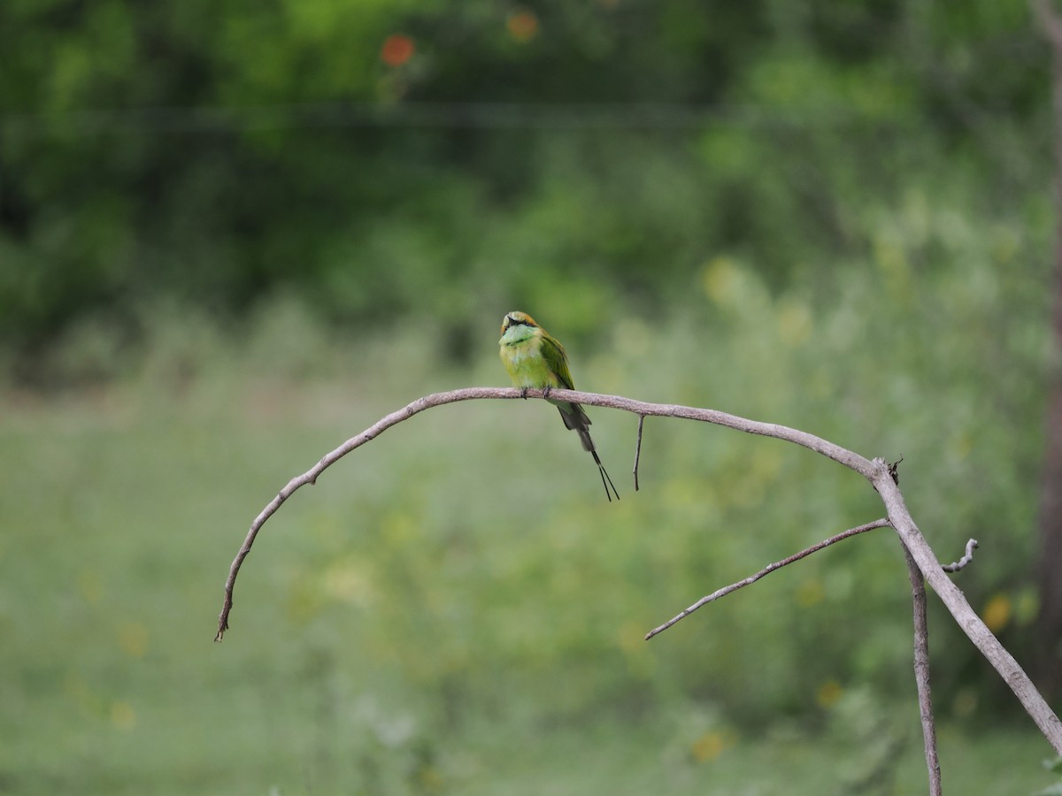 Asian Green Bee-eater - ML642117385