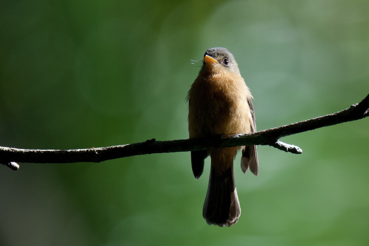 Lesser Antillean Pewee - ML642117386