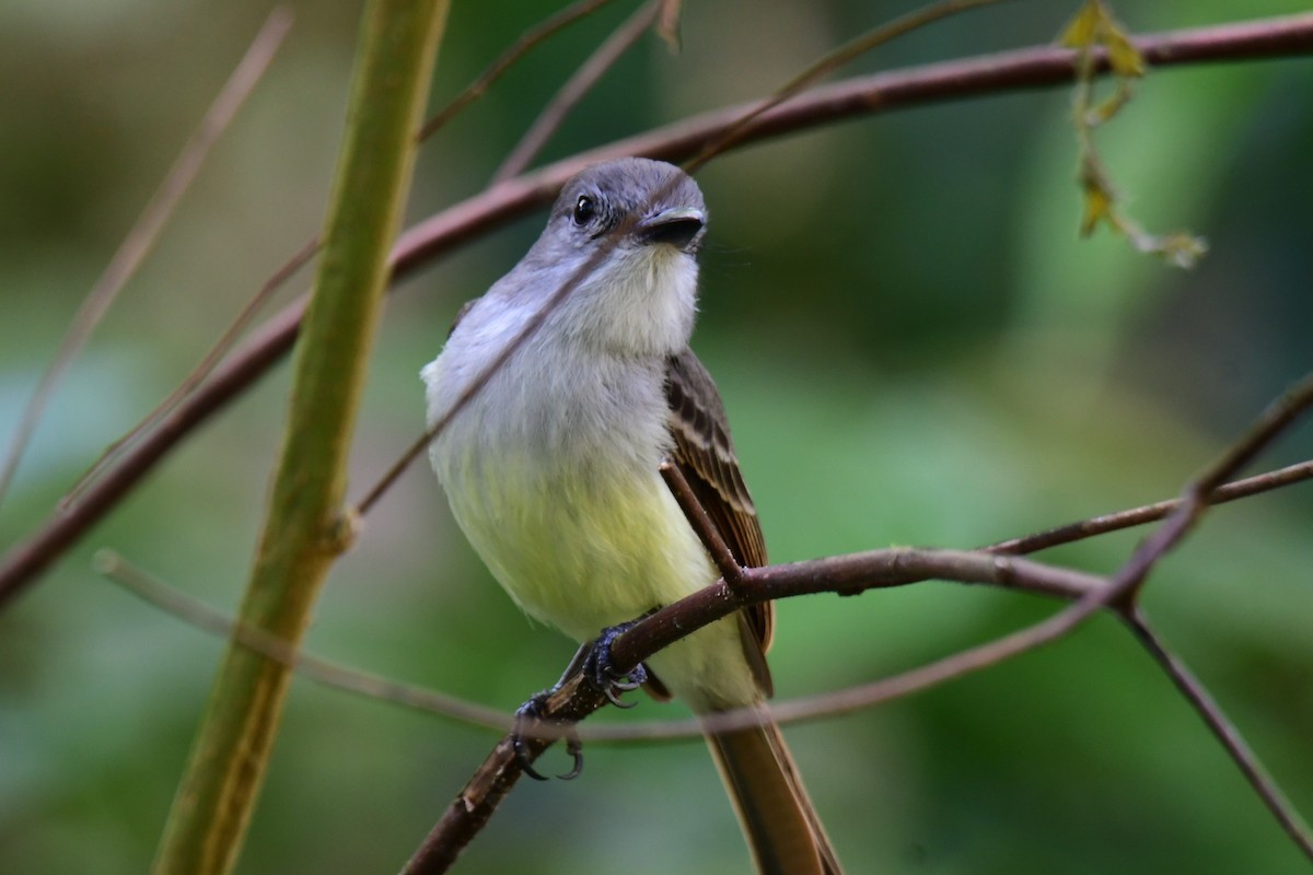 Lesser Antillean Flycatcher - ML642117391