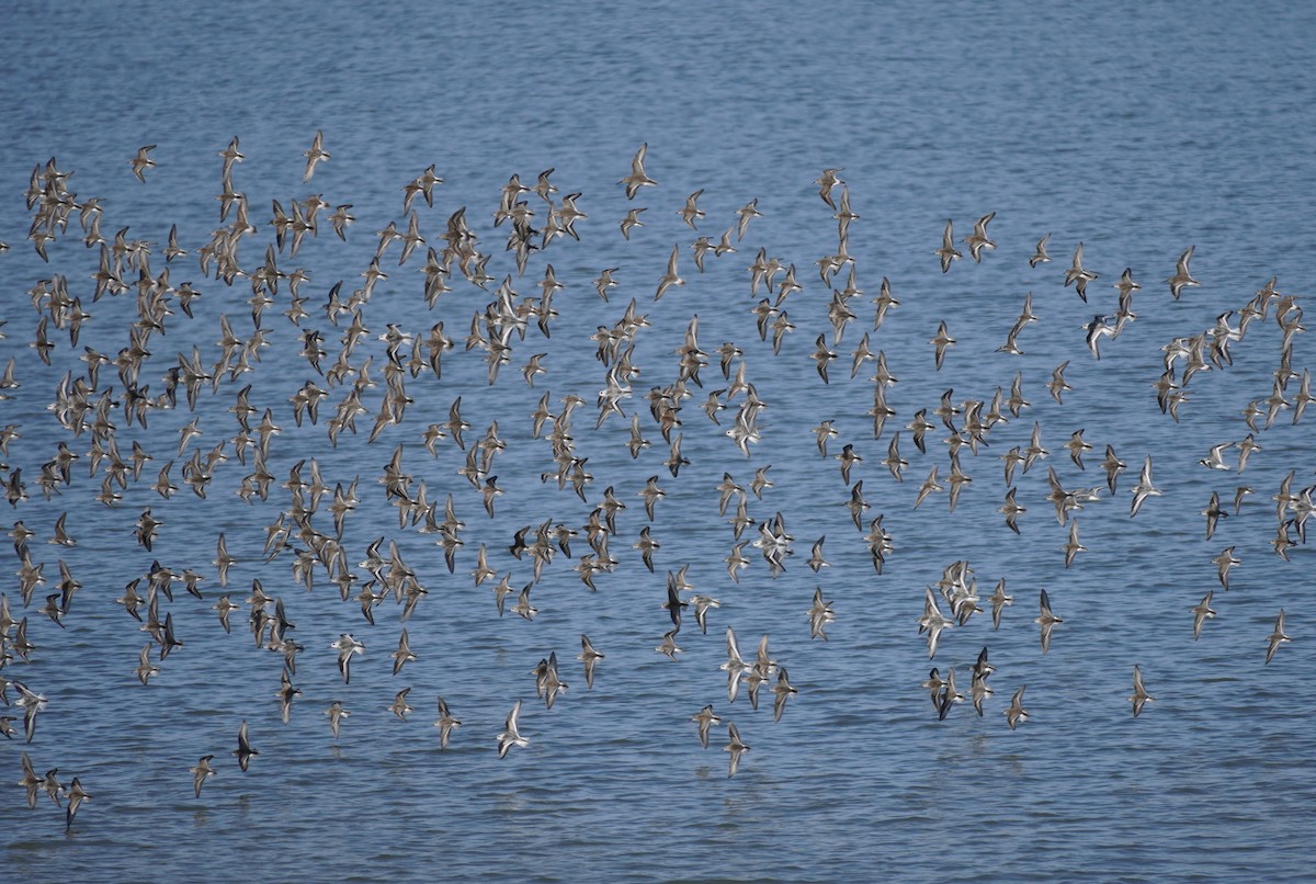 Sandstrandläufer - ML642117402