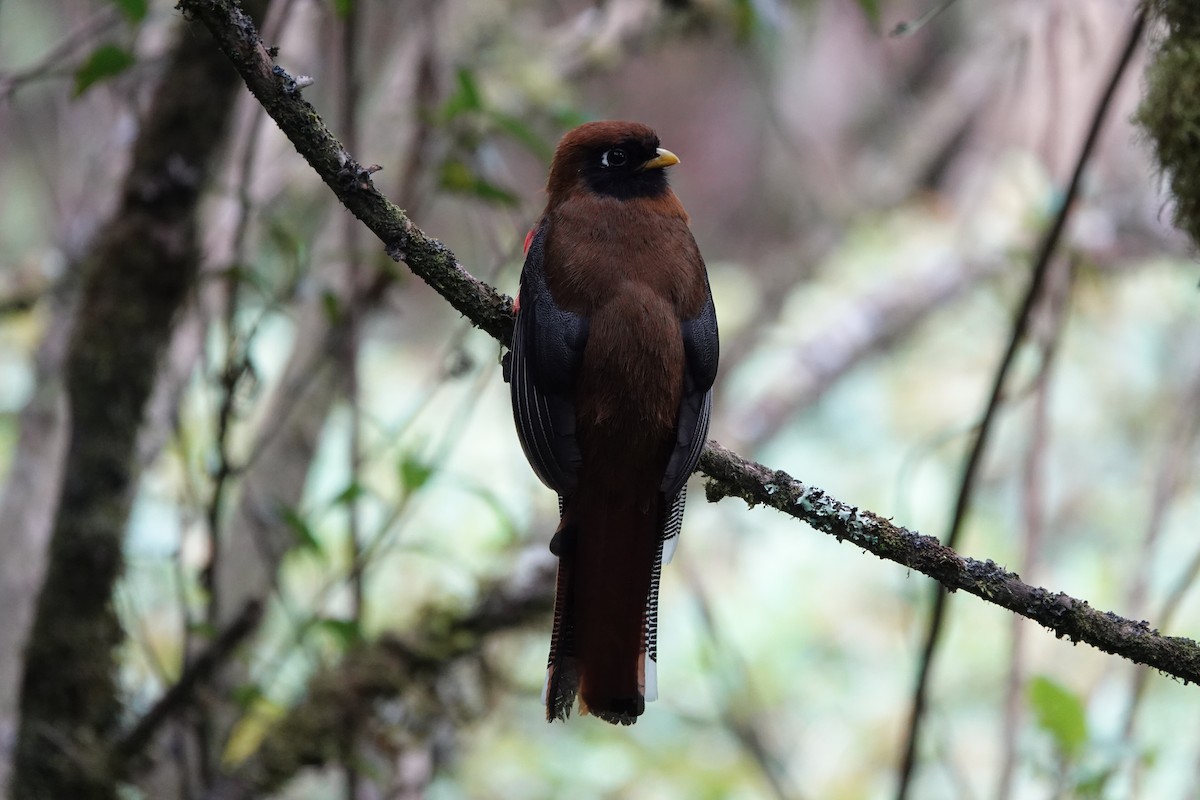 Trogon masqué - ML642117412