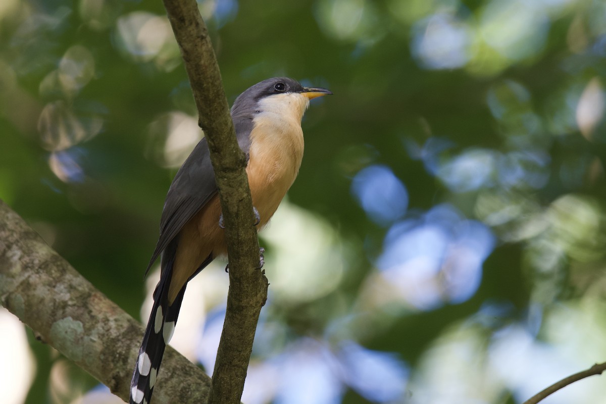 Mangrove Cuckoo - ML642117419