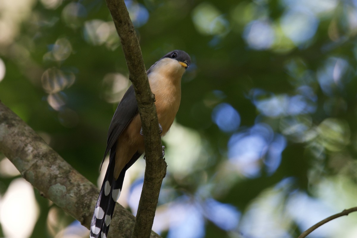 Mangrove Cuckoo - ML642117427